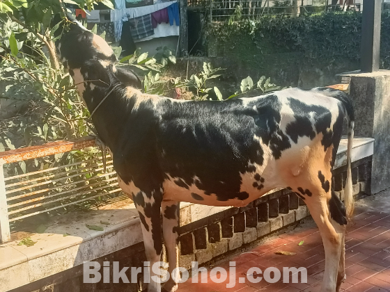 ফিজিয়ান বকনা বাচুর